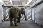 Zoo Praha přivezla z Berlína slona, pomůže rozšířit chov
