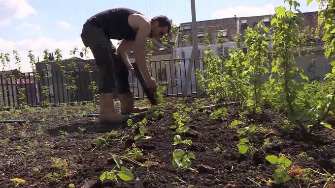 V Bruselu pěstují zeleninu na střeše. V centru města je unikátní farma