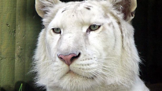 Jeden z bílých tygrů v liberecké zoo