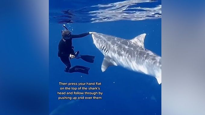 "Plavat pryč od žraloka je nejhorší možná věc, kterou byste mohli udělat," tvrdí Andriana Fragolaová. Její video viděly miliony lidí.
