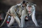 Při otevření pavilonu utekly v olomoucké zoo čtyři opice