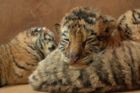 O měsíční paterčata tygra ussurijského pečují ošetřovatelé. A šelmičkám se daří
