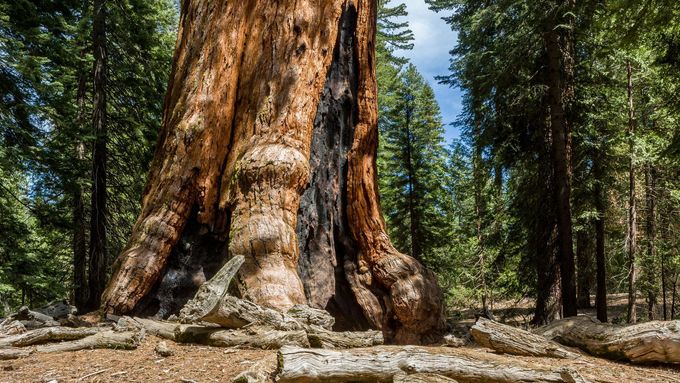 Powersův román vypráví o sekvojích. Ta přezdívaná Grizzly Giant v americkém Národním parku Yosemite je podle předloňské studie stará zhruba 2995 let.