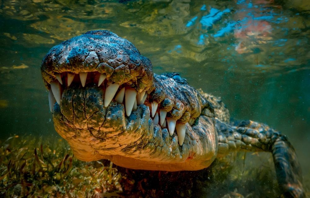 aligátor, krokodýl