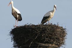 Slovenští ornitologové si stěžují kvůli ochraně přírody