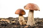 Sezona je tady: Nejčastější mýty a pověry o houbách