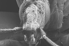 Hmyz v medicíně: Ploštice odebírá krev, komár nese lék