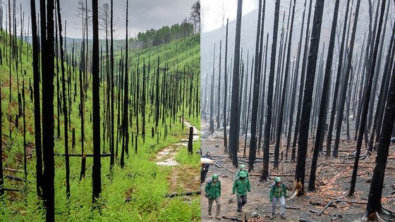 Největší požár v historii parku České Švýcarsko. Podívejte se, jak se stromy vracejí