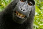Spor o opičí selfie. Komu patří fotka, kterou pořídil makak?