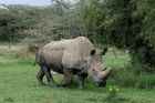 Poslední nosorožec na světě, který žil i v Česku, má účet na seznamce Tinder