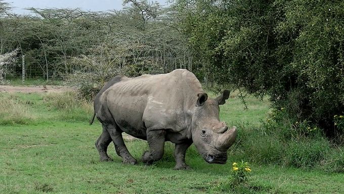 Poslední nosorožec na světě, který žil i v Česku, má účet na seznamce Tinder