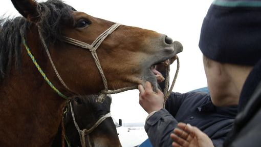 A potential buyer looks in a horse's mouth at Skaryszew horse fair February 18, 2013. Polish animal rights campaigners heckled traders at one of Europe's biggest horse-trading fairs on Monday to try to prevent them selling the animals for meat. Horse breeders have been coming to the open-air fair on the same day every year for the past three centuries, but the tradition is under pressure from activists and, this year, from concern about the Europe-wide trade in horse meat. REUTERS/Peter Andrews (POLAND - Tags: ANIMALS BUSINESS) Published: Úno. 18, 2013, 3:22 odp.