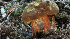 houby hřib kovář