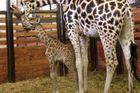 Ve dvorské zoo se letos narodilo druhé mládě žirafy Rothschildovy, dostalo jméno Oliver