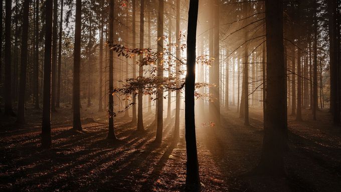 Fotky pro hezčí den: Český podzim je krásný - ať už svítí slunce, nebo je mlha