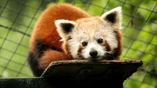 Panda červená ze zlínské Zoo