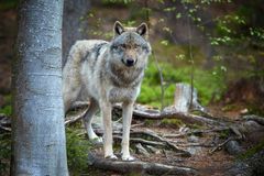 V Krkonoších někdo postřelil vlka, ochranáři nakonec museli ukončit jeho trápení