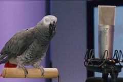 Video: Petr Zelenka ztratil v Mnichově Daladierova papouška