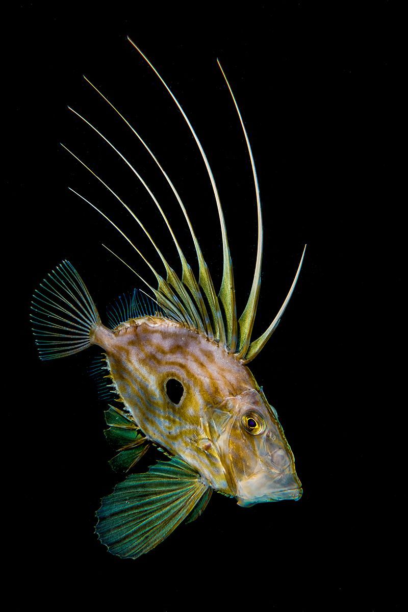 Underwater Photographer of the Year 2017: Vítězové soutěže