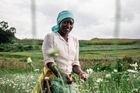 Vito Fusco (Itálie), vítěz v profesionální kategorii Dokumentární projekty. Série snímků popisuje produkci přírodního insekticidu, získávaného z keňských chryzantém. Ukázka ze série snímků.