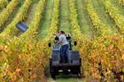 Vinaři ve Francii pláčou. Mráz a vlhko přinesou jednu z nejhorších sklizní v historii