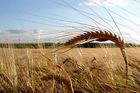 Cena zemědělské půdy v ČR roste, za Západem stále zaostává