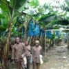 Pěstování banánů