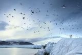 V roce 2008 se vědcům podle britského pořadu Zázraky evoluce na BBC podařilo objevit nový druh tučňáků, kteří se naučili létat. Nevyhovovalo jim totiž mrazivé klima Antarktidy, proto migrovali každoročně za teplem více k rovníku, a to zvláště do oblastí deštných pralesů Jižní Ameriky. Z videa s létajícími tučňáky se stal na internetu hit.
