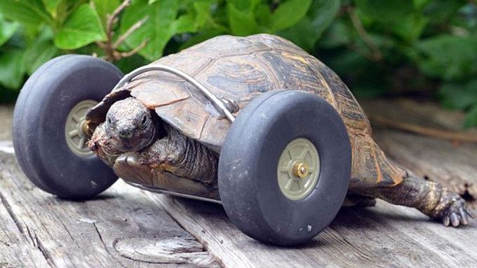 Devadesátiletá želva se pohybuje pomocí koleček