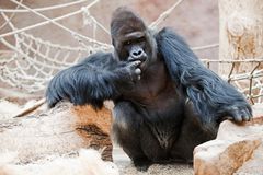 U Prahy má vzniknout záchytné centrum pro gorilí samce