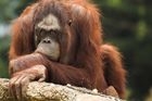Australskou ZOO vyděsil uprchlý orangutan