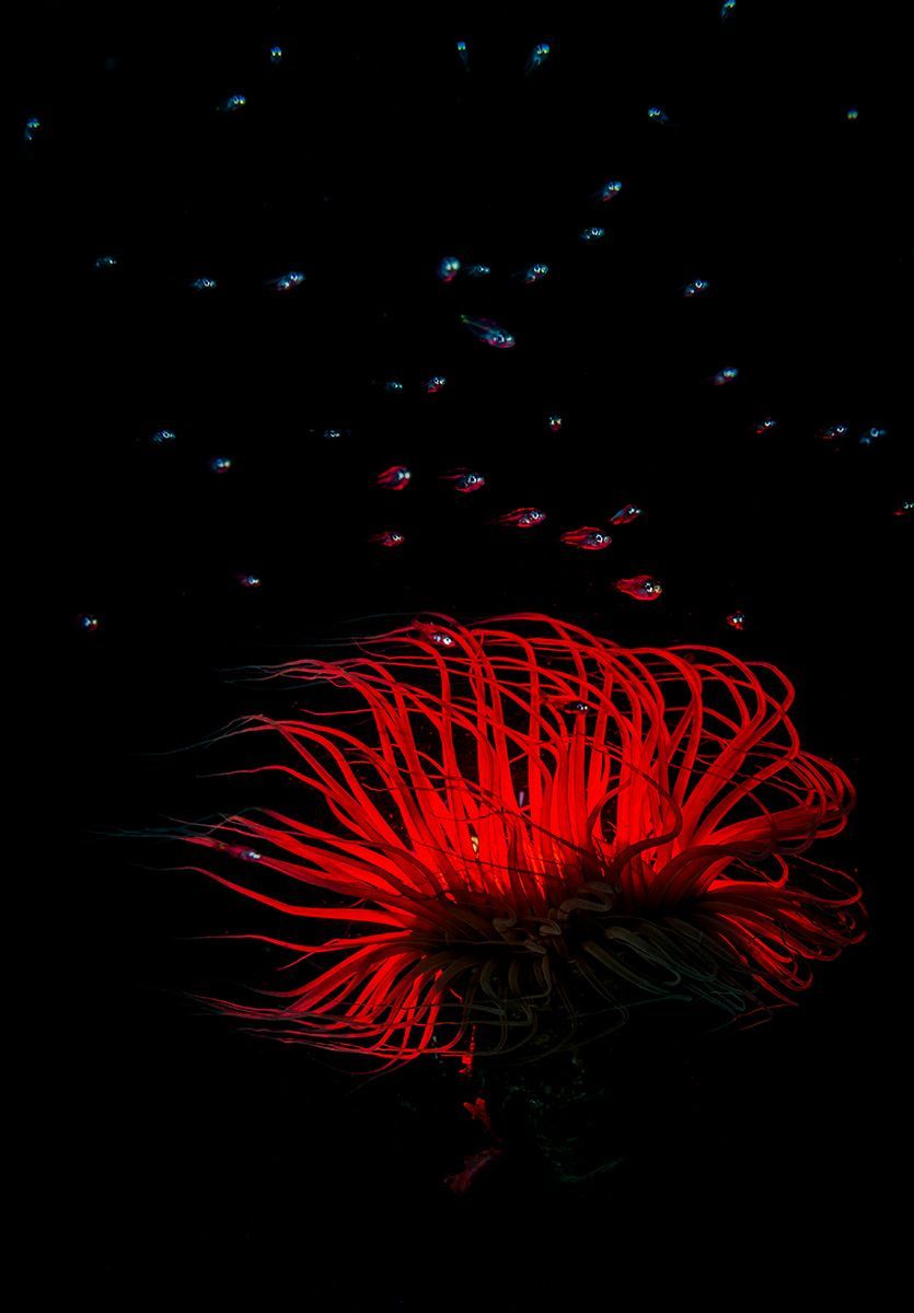Underwater Photographer of the Year 2017: Vítězové soutěže
