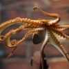 Německo má novou věšteckou chobotnici: Paula druhého