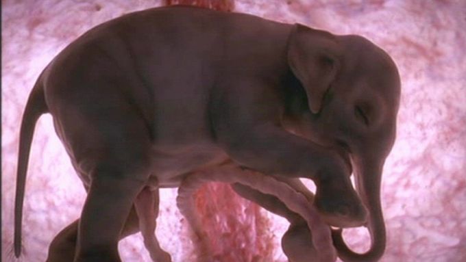 Nenarozená zvířata v děloze