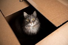 Kočičí milovnici krabic omylem zabalili do balíku. Cestovala přes tisíc kilometrů