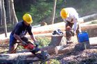 Válka těžařů ochromila Lesy i ministerstvo, říká expert