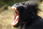 Z děčínské zoo utekl samec makaka chocholatého, na svobodě strávil tři hodiny