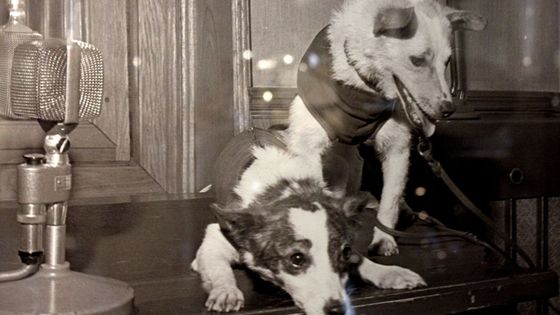 Bělka a Strelka. Psí kosmonautky, které pomohly utlumit studenou válku