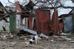 Situace zvířat na Ukrajině je hrozná, vojáci postřílí i psy v útulcích, říká Burešová