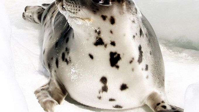 Možná již brzy se nebud smět tulení mláďata v Rusku lovit.