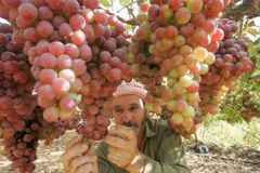 I nejzarytější sionisté kupují rajčata u Palestinců