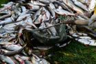 Najít zdroj kyanidu v Bečvě je otázka hodin, tvrdí Brabec. Uhynuly desítky tun ryb