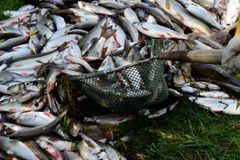 Desítky tun ryb uhynulých v řece Bečvě otrávily kyanidy, potvrdily rozbory