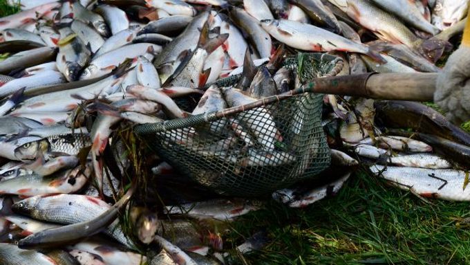 Z řeky Bečvy, kterou kontaminovala v neděli neznámá látka, odvezli dosud rybáři do kafilerie 20 tun otrávených ryb.