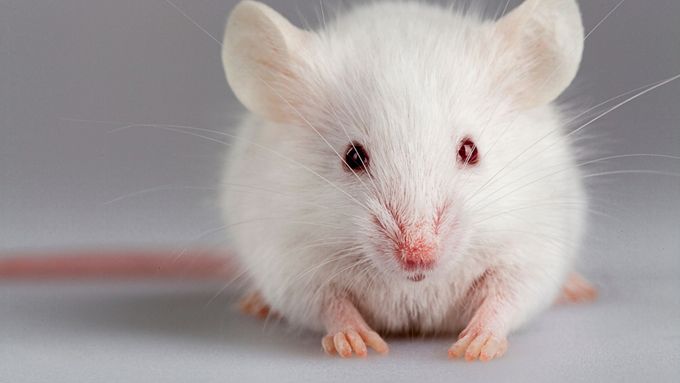 Jiří Forejt zkoumá myši, aby se pokusil objasnit i otázku, jak vznikají nové biologické druhy