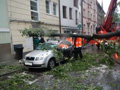 V Českých Budějovicích spadl strom na dvě auta, nikdo se nezranil.
