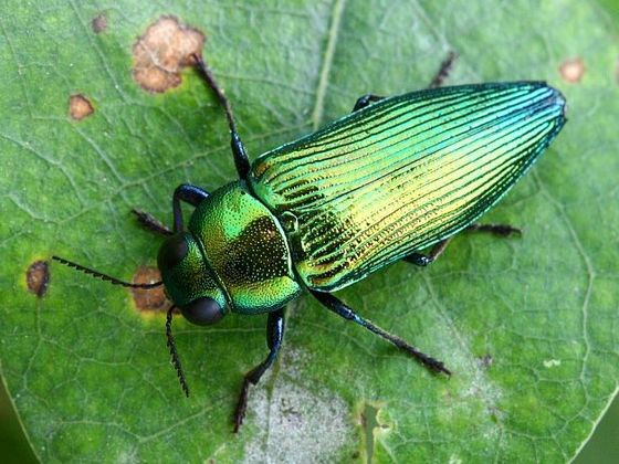 Infobox Krasec Eurythyrea quercus