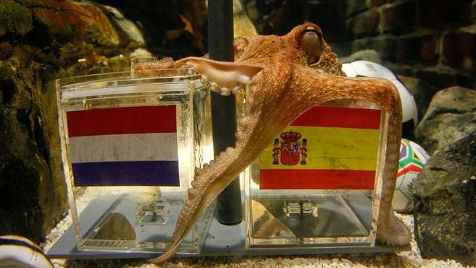 Chobotnice Paul je podle vědců jasný podvod německých krmičů