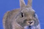 Ve Švédsku začali topit přemnoženými králíky
