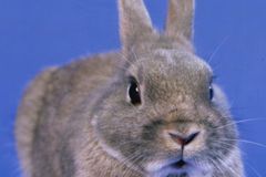 Německá policie stíhá rituálního zabijáka králíků